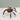 Daddy long legs beaded spider kit from jesse james beads.