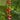 Bead Strand Duo in Dark Cherry