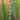 Bead Strand in Seafoam Splash