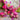 Mini Bead Mix in Pink Dragonfruit By Jesse James Beads