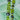 Bead Strand Duo in Flying Monkeys