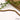 Single-Style Bead Strand in Python's Embrace