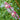 Critter Bead Strand Duo in When Pigs Fly