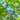 Critter Bead Strand in Clever Crow