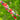 Critter Bead Strand in Loopy Ladybugs