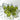 Czech Fire Polish Glass Bead Pears in Olivine