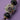 Halloween Boho Bead Strand in Cutie Fly Caught In The Web