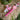 Pen & Keychain Kit in Pterodactylus Pink