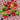 Picnic Bead Mix in Refreshing Watermelon