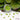 JJB 6/0 Seed Beads In Key Lime Bliss