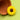 Yellow Daisy Silicone Focal Bead